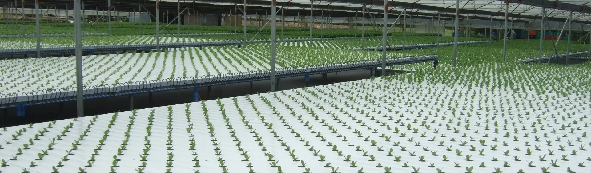 Young plants in a large hydroponic trough farm